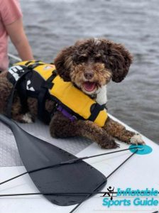 inflatable sup with puppy